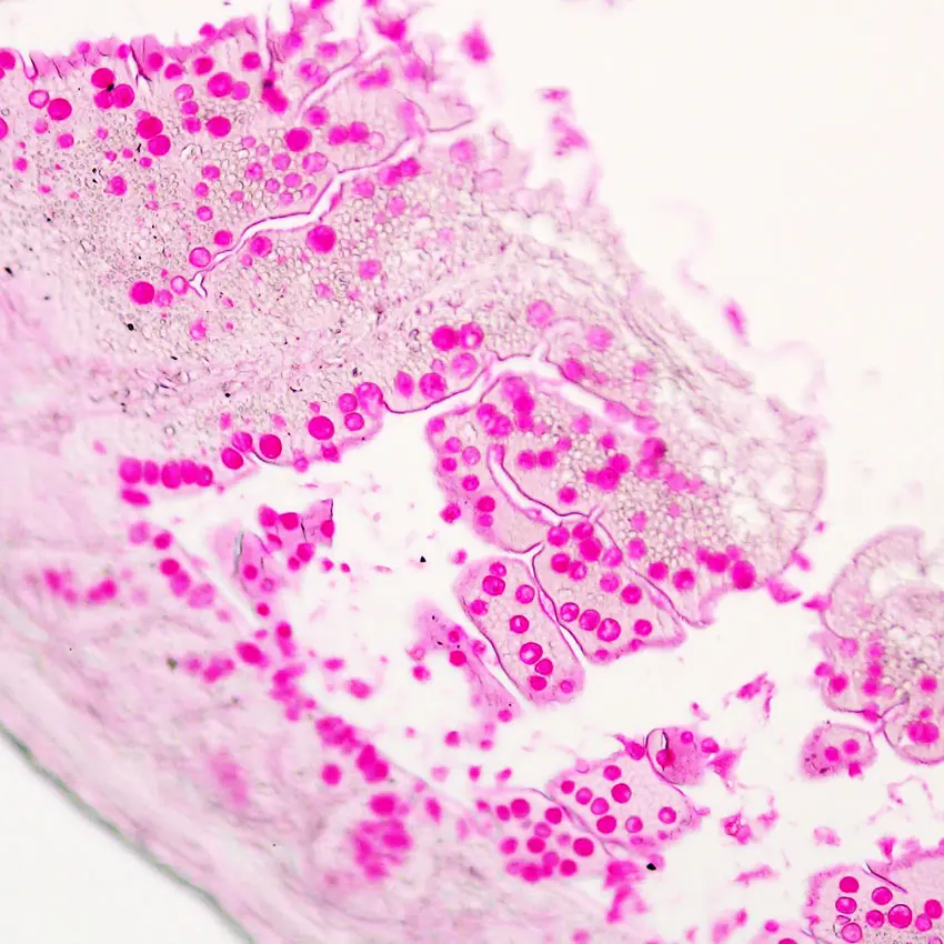 G1280-2*50ml  糖原PAS染色试剂盒  索莱宝/Solarbio