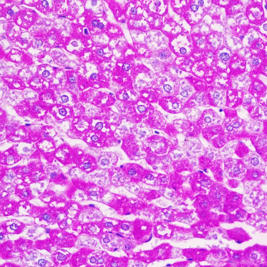 G1281-4*100ml  糖原PAS染色试剂盒(含苏木素)  索莱宝/Solarbio