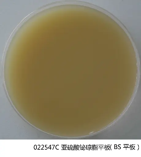 [G800478798] 022547C 亚硫酸铋(BS)琼脂平板（保质期1个月） 90mm*20个 环凯