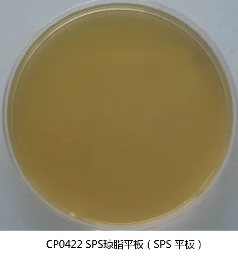 [G800479062] CP0422 亚硫酸盐-多粘菌素-磺胺嘧啶琼脂（SPS）平板90mm*20个/盒 环凯