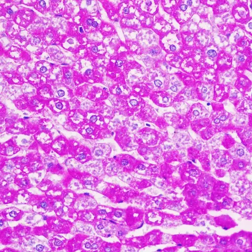 [G800002965] G1281-4*50ml  糖原PAS染色试剂盒(含苏木素)  索莱宝/Solarbio